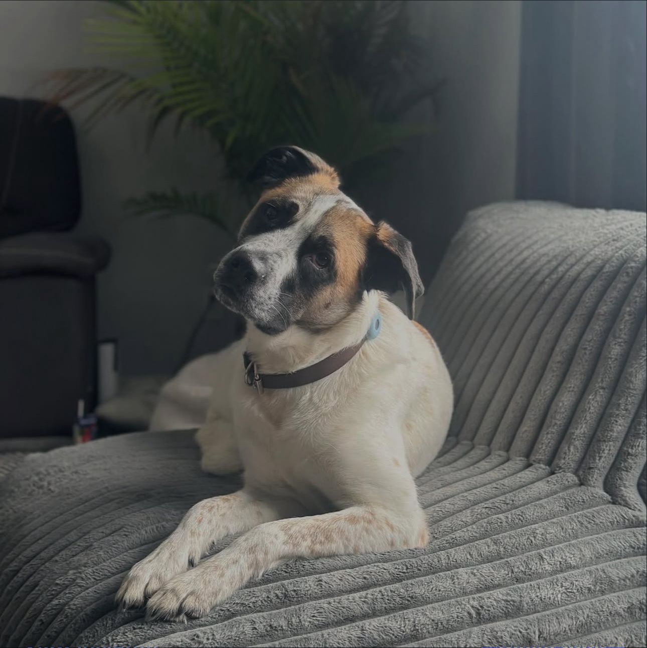 Dog about us landing page pic